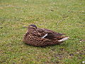 wmat:Datei:Cuxhaven Ente.JPG