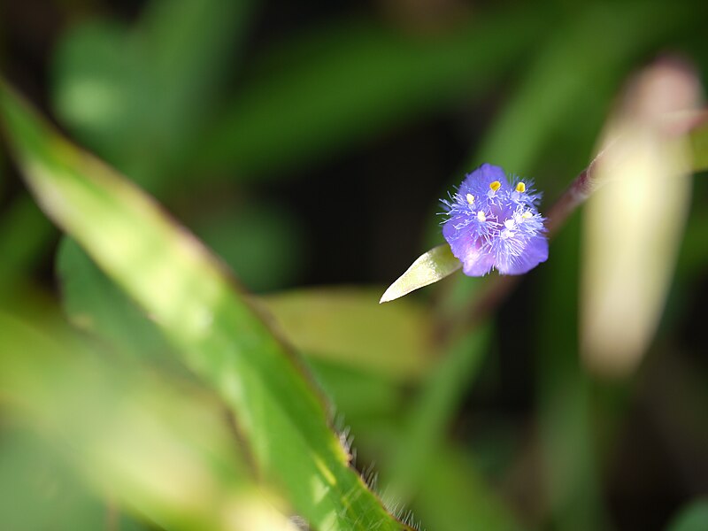 File:Cyanotis fasciculata (5025410786).jpg