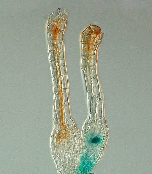 Gene expression pattern determined by histochemical GUS assays in Physcomitrella patens. The Polycomb gene FIE is expressed (blue) in unfertilized egg