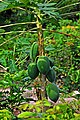 DGJ 0475 - Papaya Fruit (3355136642).jpg
