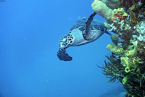 Géographie De La Guadeloupe: Localisation, Frontières et espaces maritimes, Géologie