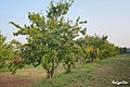 Damson trees in a garden (May 2020).jpg