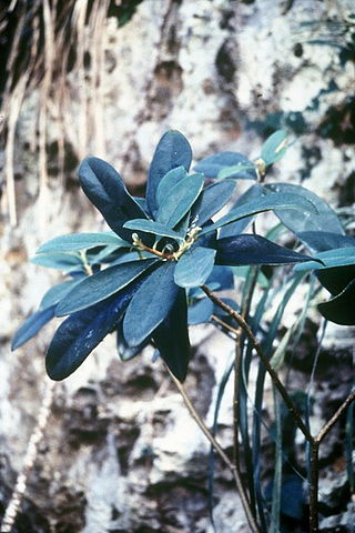 <i>Daphnopsis hellerana</i> Species of flowering plant