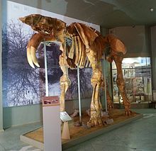 Deinotherium skeleton in one of the rooms.