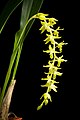 Dendrochilum kingii