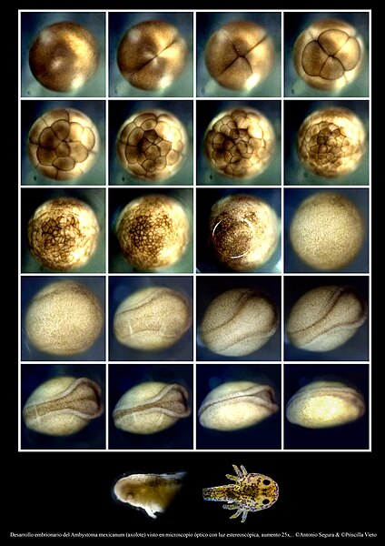 Development of Ambystoma mexicanum axolotl, the process took a total of 18 days, showcasing all phases including gastrulation, morula, and neurulation. Method: stereoscopic microscopy. Photos by Brandon Antonio Segura Torres & Priscilla Vieto Bonilla