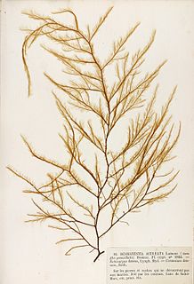 <i>Desmarestia aculeata</i> species of alga