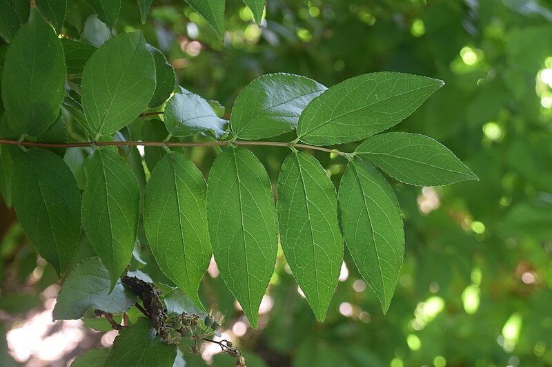 File:Deutzia scabra Plena in Jardin botanique de la Charme 01.jpg