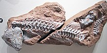 Diadectes absitus (amfibian fosil) (Formația Tambach, Permian inferior; Cariera Bromacker, Turingia, Germania) 1.jpg
