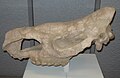 Lebka S. etruscus
