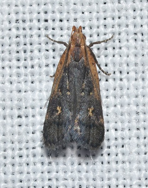 File:Dichomeris copa - Copa Dichomeris Moth (14836377627).jpg