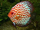 Discus (Symphysodon aequifasciatus) red hybrid (13533123013) .jpg