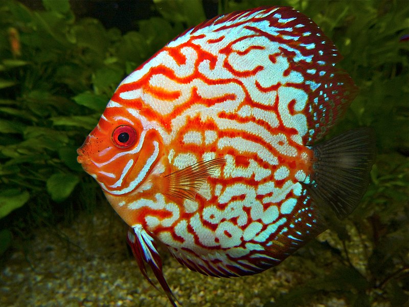 File:Discus (Symphysodon aequifasciatus) red hybrid (13533123013).jpg