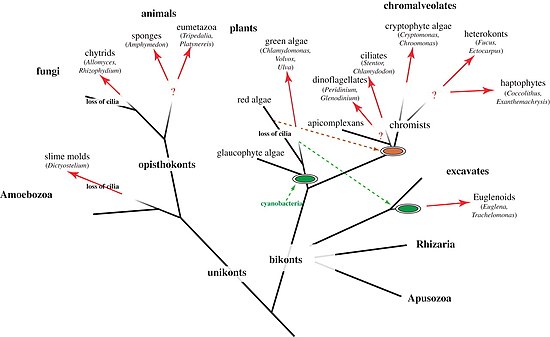 Distribution of three-dimensional phototaxis in the tree of eukaryotes
Red arrows indicate the likely point of origin of phototaxis in a given group. Question marks indicate uncertainties regarding independent or common origin. Distribution of three-dimensional phototaxis in the tree of eukaryotes.jpg