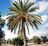 Dattelpalmen vor der Ernte auf Djerba
