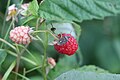 Dolycoris baccarum on a raspberry