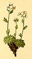 Draba nivea