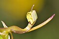 Drakaea gracilis column