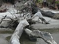 Image 87 Driftwood (from Marine fungi)