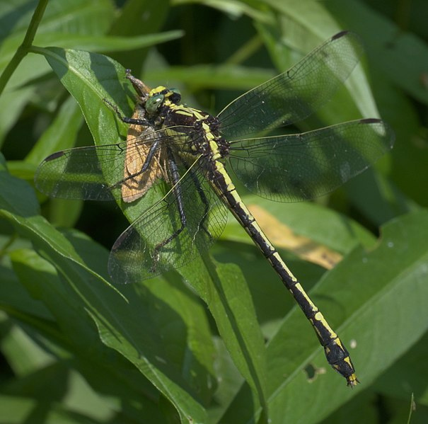 File:Dromogomphus spinosus P1150148a.jpg