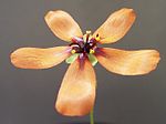 Vorschaubild für Drosera leucoblasta