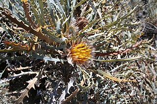 <i>Banksia vestita</i> Species of shrub in the family Proteaceae endemic to Western Australia