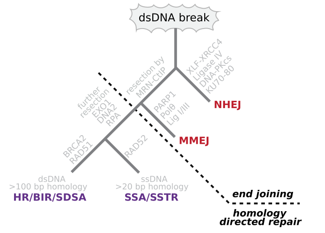 File:DsDNA break repair pathways.svg