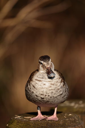 Duck (Callonetta leucophrys) at Munich Zoo