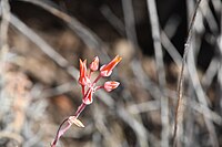 Dudleya pauciflora 337765937.jpg