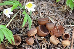 Suur mügarliudik Dumontinia tuberosa Foto: Sven Pruul