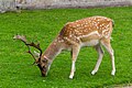 * Nomination Deer at Dunham Massey Hall --Mike Peel 07:48, 17 May 2024 (UTC) * Promotion  Support Good quality. --N. Johannes 16:14, 17 May 2024 (UTC)