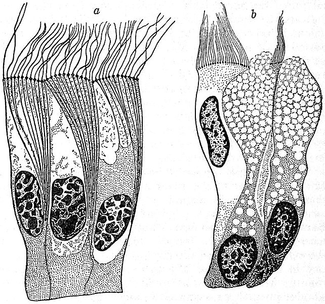 File:EB1911 Cytology - types of cells (2).jpg