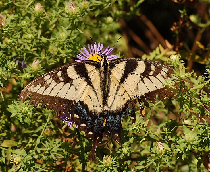 File:Eastern Tiger Swallowtail Papilio glaucus Flower 2345px.jpg