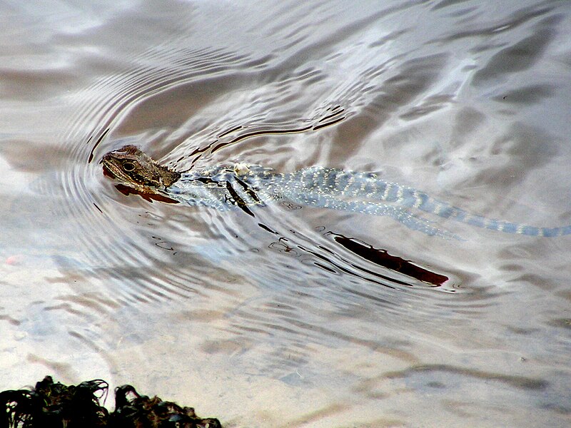 File:Eastern water dragon.jpg