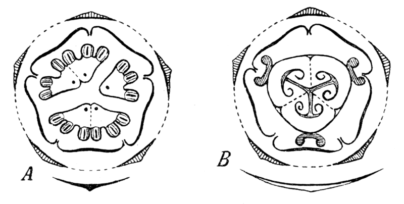 File:Ecballium flowerdiagrams.png