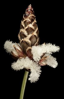 Ecdeiocoleaceae Family of grasses