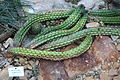 Echinopsis angelesiae - Botanischer Garten, Dresden, Germany - DSC08882.JPG