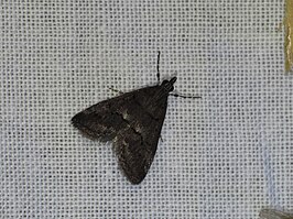 Eclipsiodes crypsixantha