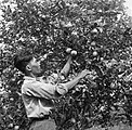 Sinaasappelpluk op cacaoplantage Kwatta (Willem van de Poll, 1947)