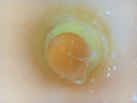 Egg after egg cleansing