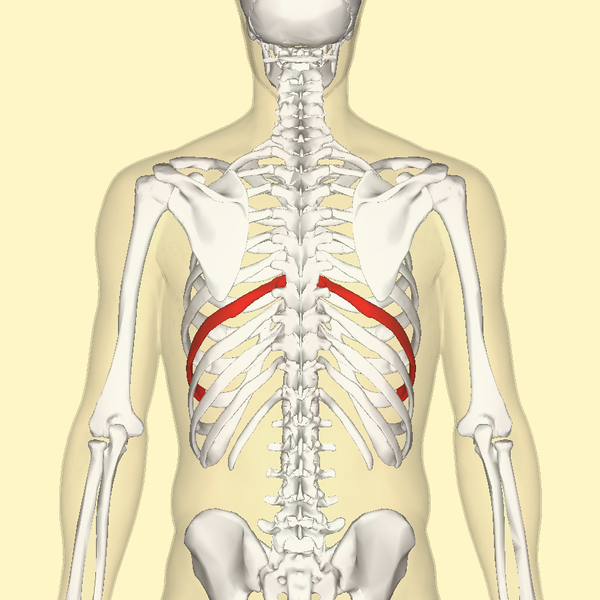 File:Eighth rib back.png