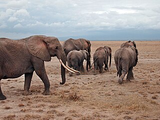 Taxon Grouping of biological populations