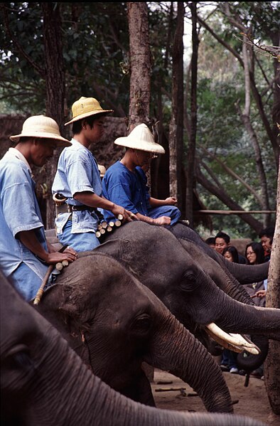 File:Elephants in lampang.jpg