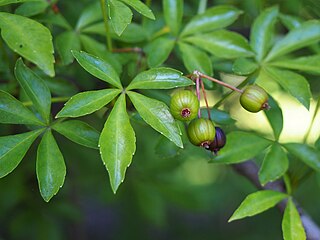 <i>Eleutherococcus sieboldianus</i> Species of plant in the genus Eleutherococcus