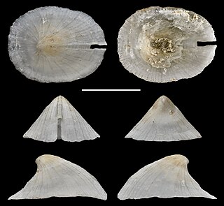 <i>Emarginula macclurgi</i> Species of gastropod