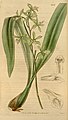 Encyclia chloroleuca (as syn. Epidendrum chloroleucum) plate 3557 in: Curtis's Bot. Magazine (Orchidaceae), vol. 64, (1837)