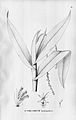 Epidendrum cooperianum (as syn. Epidendrum longispathum) plate 27 in: Alfred Cogniaux: Flora Brasiliensis vol. 3 pt. 5 (1898-1902)