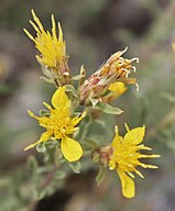 Ericameria suffruticosa flowers close