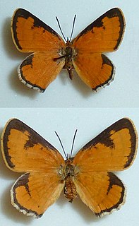 <i>Erikssonia edgei</i> Species of butterfly