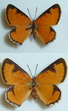 Erikssonia edgei, Rankinspas, a.jpg